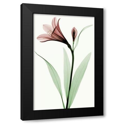 Lily I Black Modern Wood Framed Art Print with Double Matting by Coop, Robert