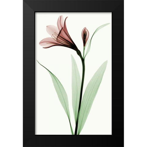 Lily I Black Modern Wood Framed Art Print by Coop, Robert