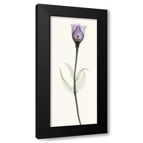 Lisianthus Black Modern Wood Framed Art Print by Coop, Robert