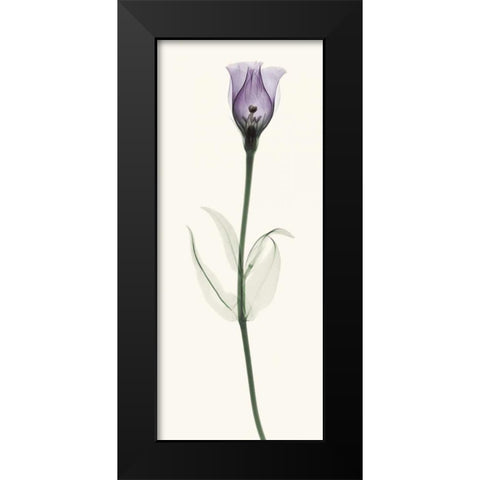 Lisianthus Black Modern Wood Framed Art Print by Coop, Robert