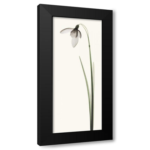 Snowdrop I Black Modern Wood Framed Art Print by Coop, Robert