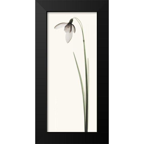 Snowdrop I Black Modern Wood Framed Art Print by Coop, Robert