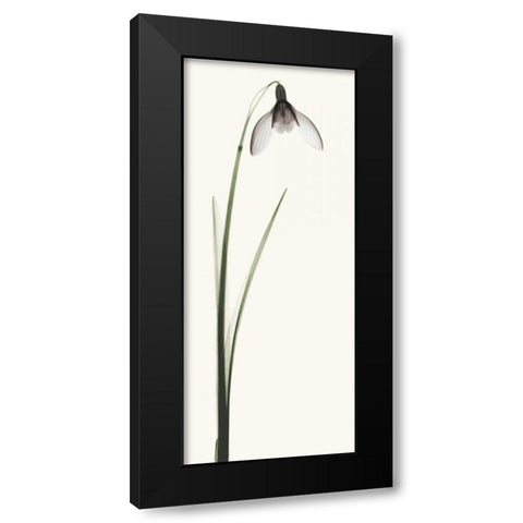 Snowdrop II Black Modern Wood Framed Art Print by Coop, Robert