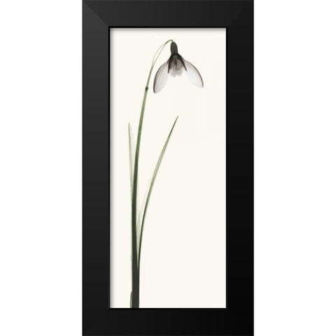 Snowdrop II Black Modern Wood Framed Art Print by Coop, Robert