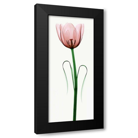 Tulip I Black Modern Wood Framed Art Print with Double Matting by Coop, Robert