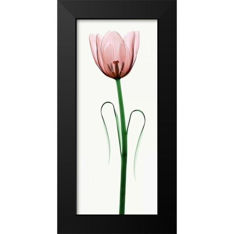 Tulip I Black Modern Wood Framed Art Print by Coop, Robert