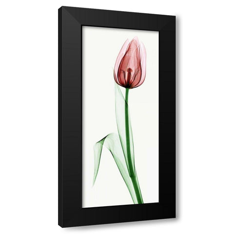 Tulip II Black Modern Wood Framed Art Print with Double Matting by Coop, Robert