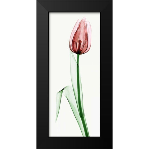 Tulip II Black Modern Wood Framed Art Print by Coop, Robert