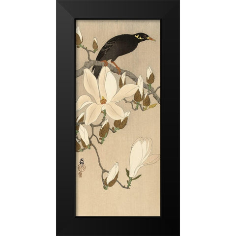 Myna on Magnolia Branch, 1900-1910 Black Modern Wood Framed Art Print by Koson, Ohara