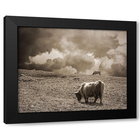 Scottish Highland Cattle No. 1 Black Modern Wood Framed Art Print by Ryan, Brooke T.