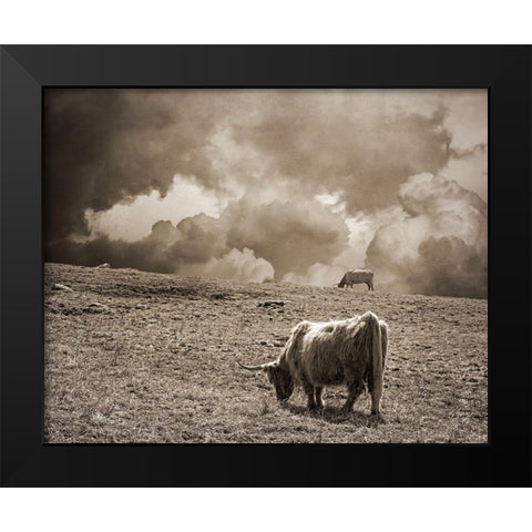 Scottish Highland Cattle No. 1 Black Modern Wood Framed Art Print by Ryan, Brooke T.
