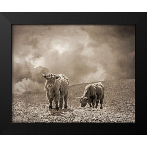 Scottish Highland Cattle No. 2 Black Modern Wood Framed Art Print by Ryan, Brooke T.