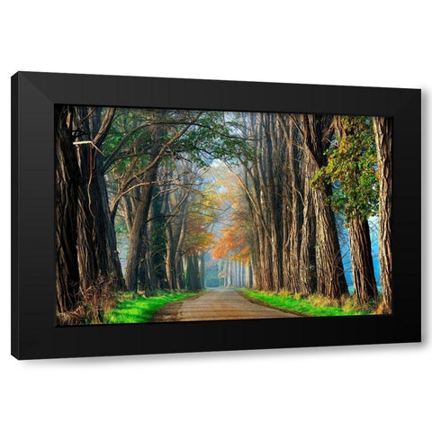 Acacias in Autumn Black Modern Wood Framed Art Print with Double Matting by Van de Goor, Lars