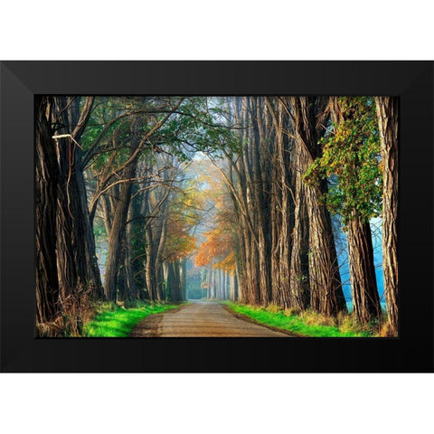 Acacias in Autumn Black Modern Wood Framed Art Print by Van de Goor, Lars