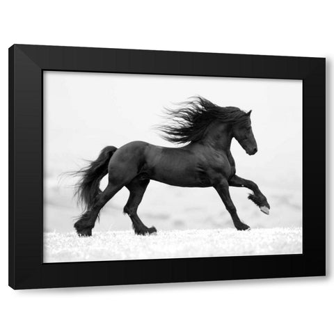 Black Horse Black Modern Wood Framed Art Print with Double Matting by Walker, Carol