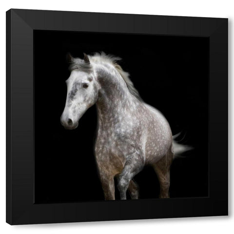 Spotted Horse Black Modern Wood Framed Art Print with Double Matting by Walker, Carol