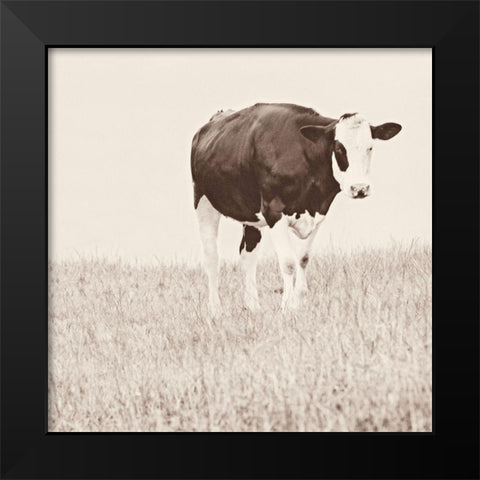 Vintage Cow on Field Black Modern Wood Framed Art Print by Amos, Andy
