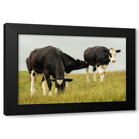 Country Cows Black Modern Wood Framed Art Print by Amos, Andy