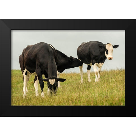 Country Cows Black Modern Wood Framed Art Print by Amos, Andy