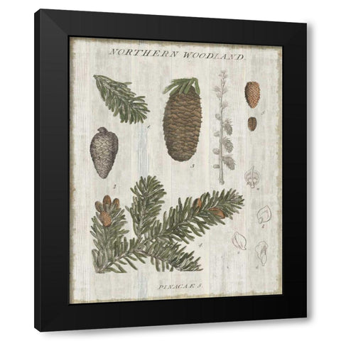 Woodland Chart IV Black Modern Wood Framed Art Print with Double Matting by Schlabach, Sue