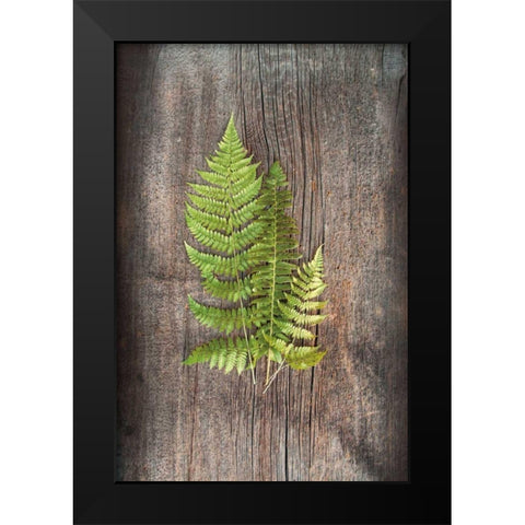 Woodland Fern III Black Modern Wood Framed Art Print by Schlabach, Sue