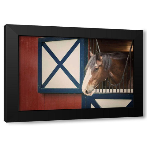 Patriotic Pony I Black Modern Wood Framed Art Print with Double Matting by Urquhart, Elizabeth
