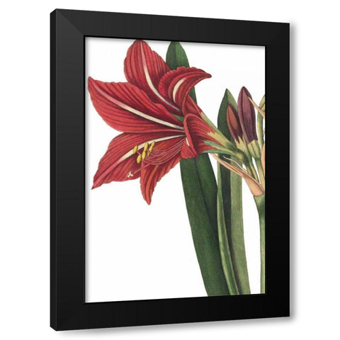Botanique I no Words Black Modern Wood Framed Art Print by Wild Apple Portfolio