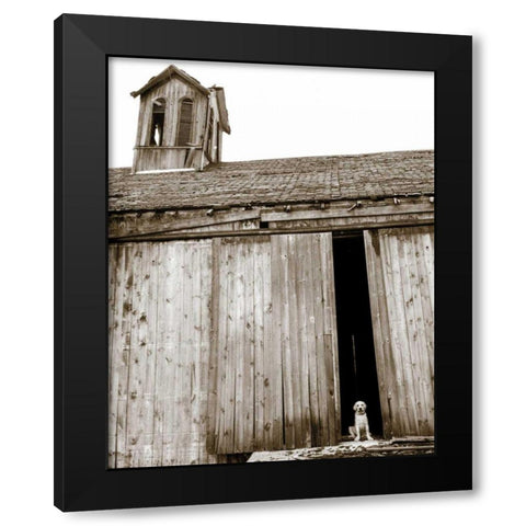Barnyard Dog Black Modern Wood Framed Art Print with Double Matting by Dratfield, Jim