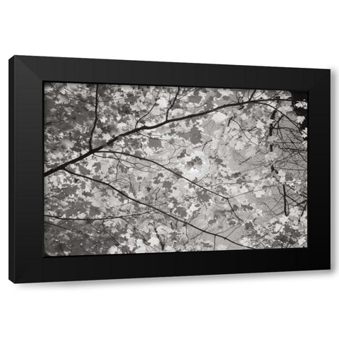 Foliage II Black Modern Wood Framed Art Print by Majchrowicz, Alan