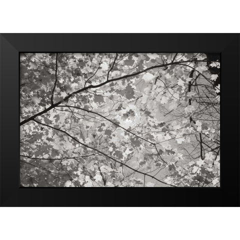 Foliage II Black Modern Wood Framed Art Print by Majchrowicz, Alan