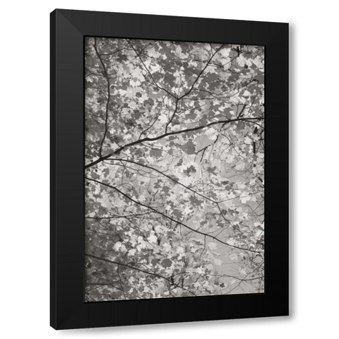 Foliage I Black Modern Wood Framed Art Print by Majchrowicz, Alan