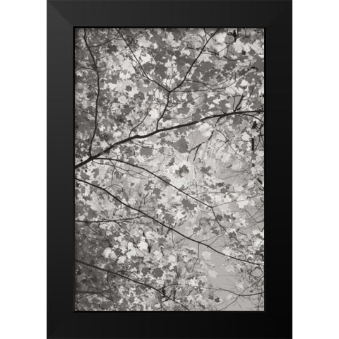 Foliage I Black Modern Wood Framed Art Print by Majchrowicz, Alan