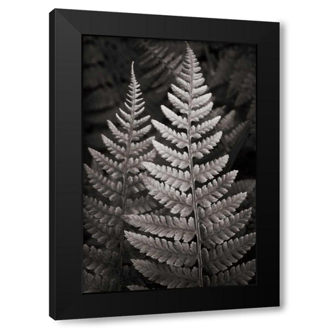 Lady Fern I Black Modern Wood Framed Art Print with Double Matting by Audit, Lisa