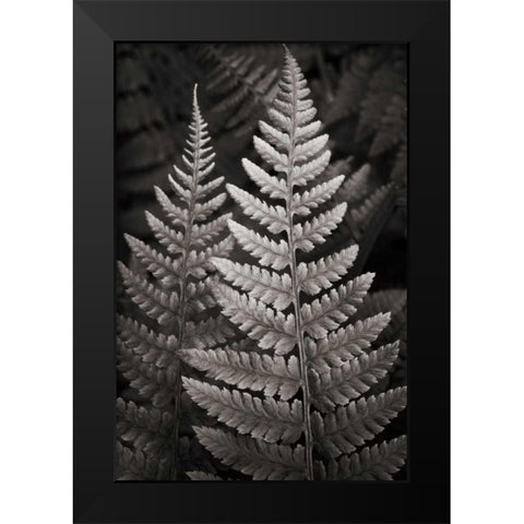 Lady Fern I Black Modern Wood Framed Art Print by Audit, Lisa