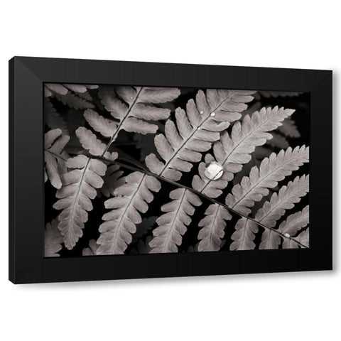 Oak Fern Black Modern Wood Framed Art Print with Double Matting by Audit, Lisa