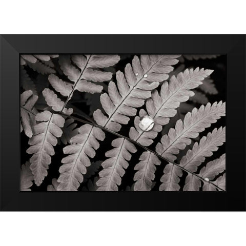Oak Fern Black Modern Wood Framed Art Print by Audit, Lisa