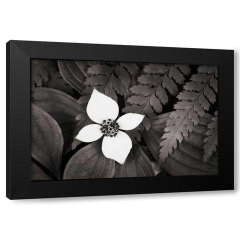 Bunchberry and Ferns I BW Black Modern Wood Framed Art Print with Double Matting by Audit, Lisa