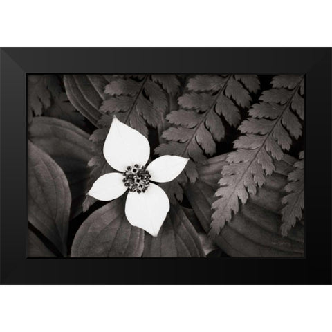 Bunchberry and Ferns I BW Black Modern Wood Framed Art Print by Audit, Lisa