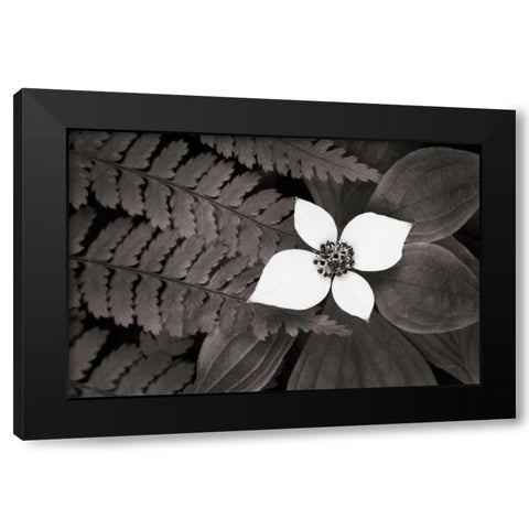 Bunchberry and Ferns II BW Black Modern Wood Framed Art Print by Audit, Lisa