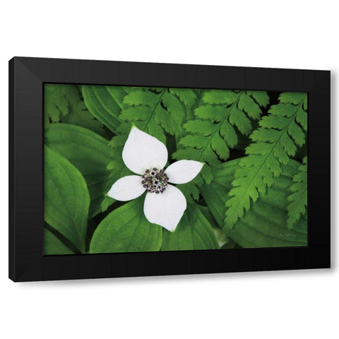 Bunchberry and Ferns I color Black Modern Wood Framed Art Print with Double Matting by Audit, Lisa