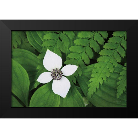 Bunchberry and Ferns I color Black Modern Wood Framed Art Print by Audit, Lisa
