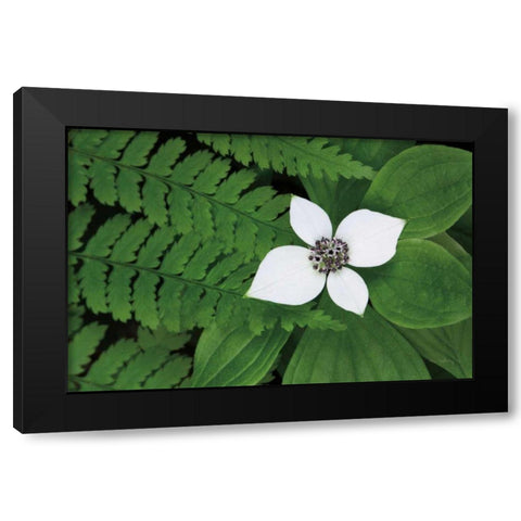 Bunchberry and Ferns II color Black Modern Wood Framed Art Print with Double Matting by Audit, Lisa