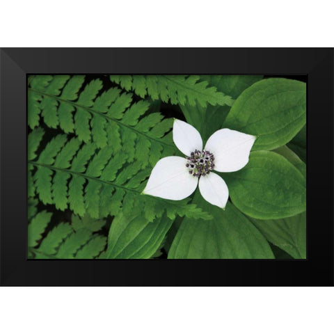 Bunchberry and Ferns II color Black Modern Wood Framed Art Print by Audit, Lisa