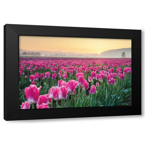 Skagit Valley Tulips I Black Modern Wood Framed Art Print with Double Matting by Audit, Lisa