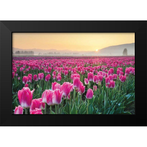 Skagit Valley Tulips I Black Modern Wood Framed Art Print by Audit, Lisa