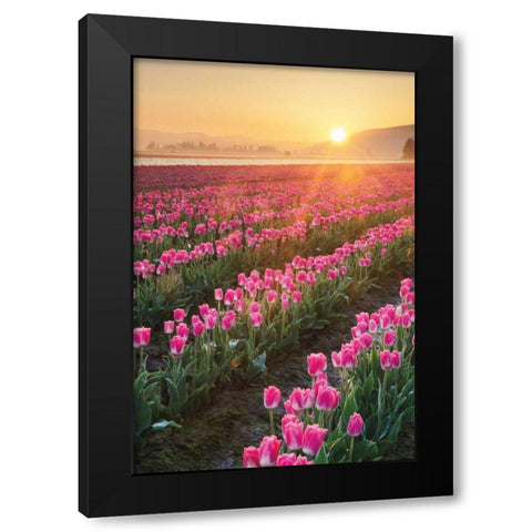 Skagit Valley Tulips II Black Modern Wood Framed Art Print with Double Matting by Audit, Lisa