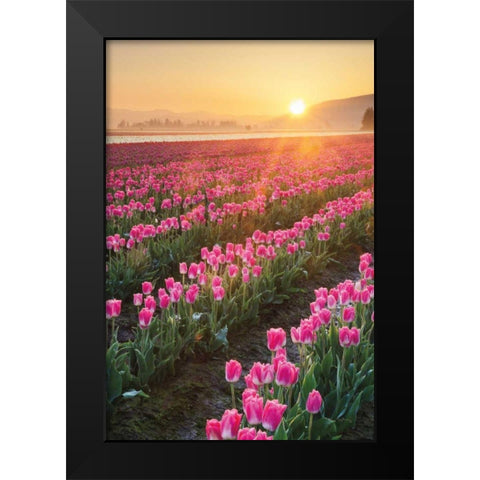 Skagit Valley Tulips II Black Modern Wood Framed Art Print by Audit, Lisa