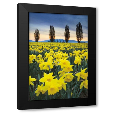 Skagit Valley Daffodils I Black Modern Wood Framed Art Print with Double Matting by Audit, Lisa