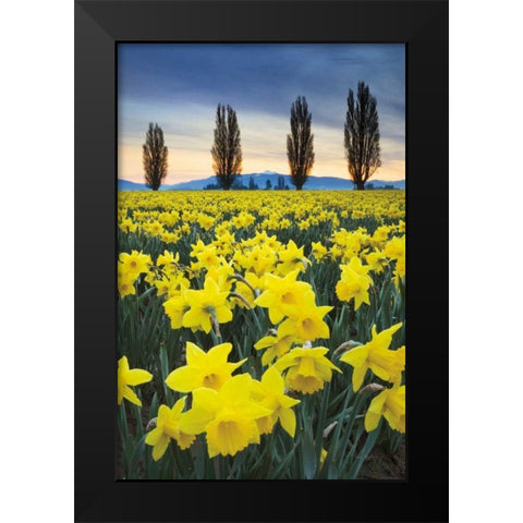 Skagit Valley Daffodils I Black Modern Wood Framed Art Print by Audit, Lisa