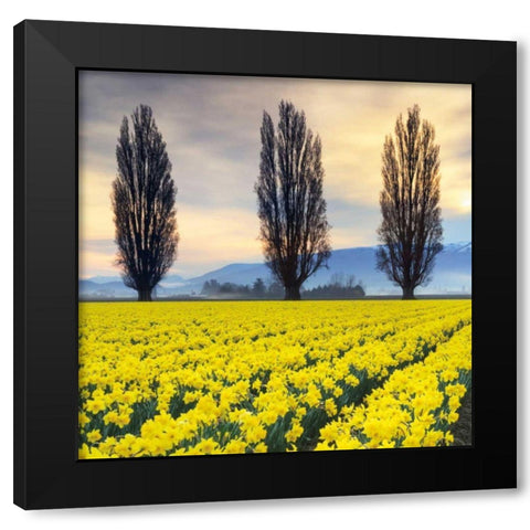 Skagit Valley Daffodils II Black Modern Wood Framed Art Print with Double Matting by Audit, Lisa